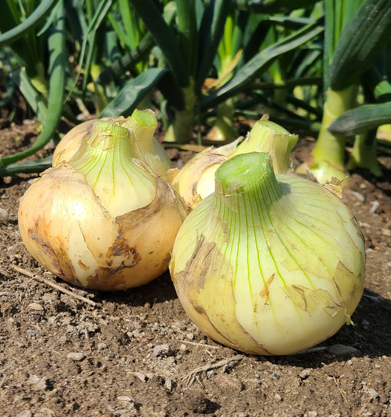 淡路島産玉ねぎ(Lサイズ) - The Farm